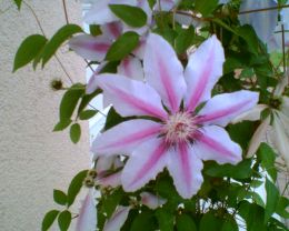 Blume: Clematis-Hybride mit BlÃ¼ten