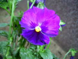 Vorschau: Violettes GartenstiefmÃ¼tterchen