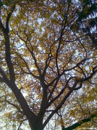 Vorschau: Walnussbaum im Herbst