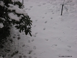 Vorschau: Katzenspuren im Schnee