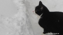 Vorschau: Katze im Schnee